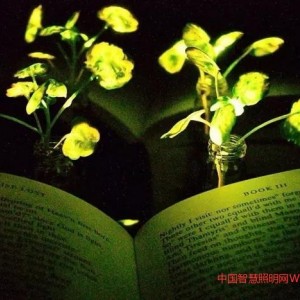 夜間發(fā)光植物未來或應(yīng)用于夜間照明